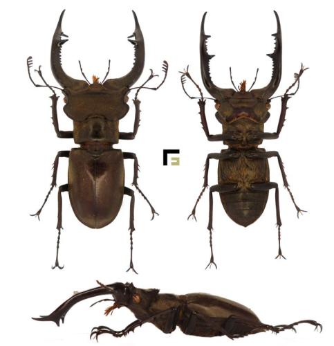 Réf. 294 183 : Lucanus nobilis